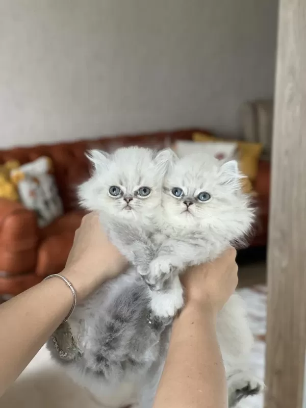 İnsan Canlisi British Longhair Blue Point Yavrum