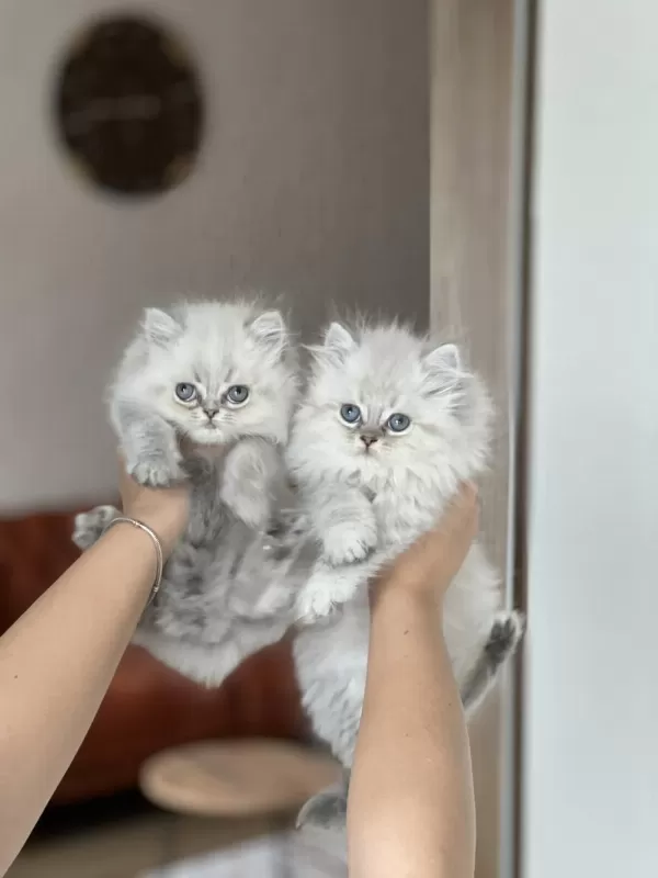 İnsan Canlisi British Longhair Blue Point Yavrum