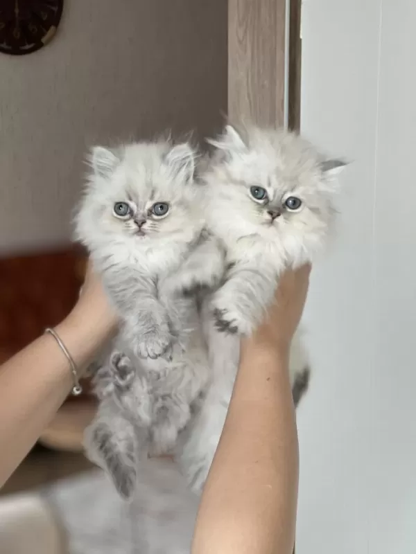 İnsan Canlisi British Longhair Blue Point Yavrum