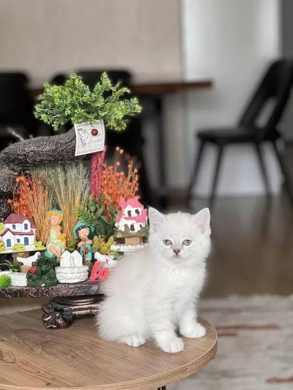 Silver Point Sevecen British Shorthair Yavrum