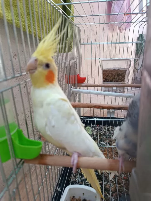 Lutino Sultan Papağanı