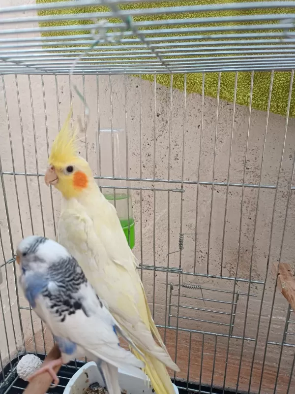 Lutino Sultan Papağanı