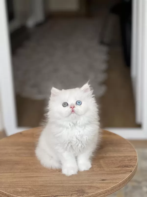 Güzellik Abidesi British Longhair Yavrum