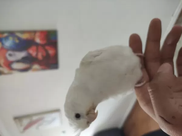 Yaklaşık 5-6 Aylık Albino Sultan Papağanı