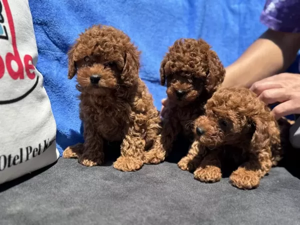 Petmode Köpek Çiftliğinde Ziyarete Açık Kore Toy Poodle