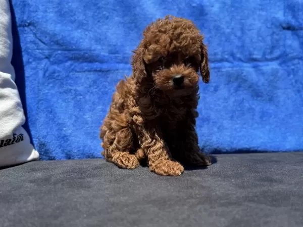 Petmode Köpek Çiftliğinde Ziyarete Açık Kore Toy Poodle