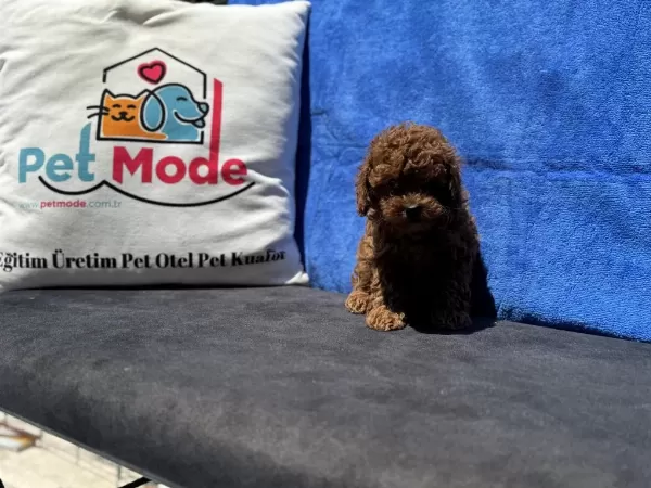 Petmode Köpek Çiftliğinde Ziyarete Açık Kore Toy Poodle