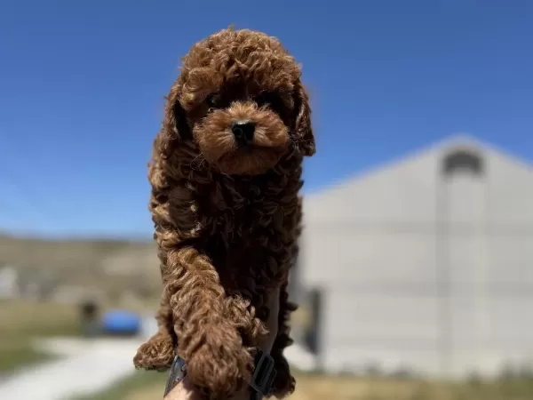 Petmode Köpek Çiftliğinde Ziyarete Açık Kore Toy Poodle