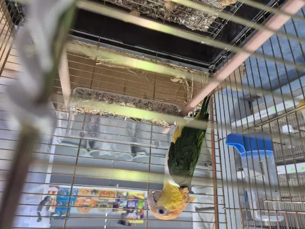 Harika Full Evcil Caique