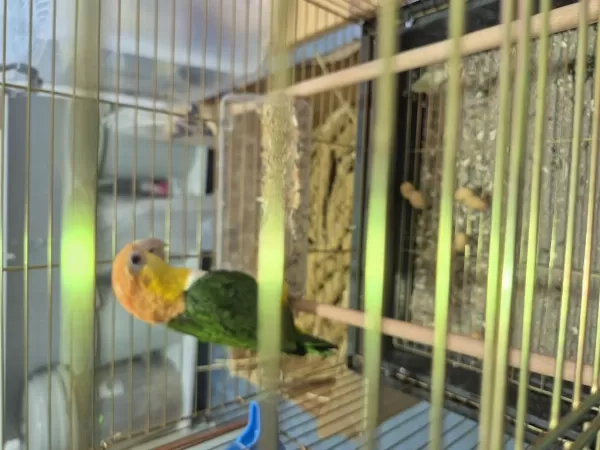 Harika Full Evcil Caique