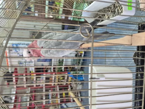 Evcil Gül Kakadu 9 Aylık