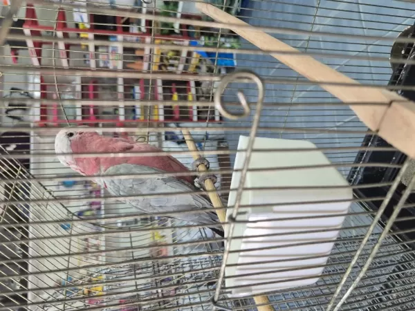 Evcil Gül Kakadu 9 Aylık