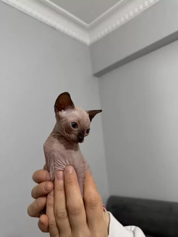 İrk Garantili Sphynx Yavrulari
