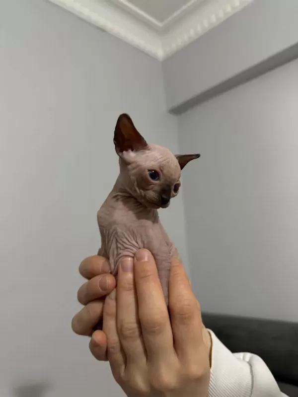 İrk Garantili Sphynx Yavrulari