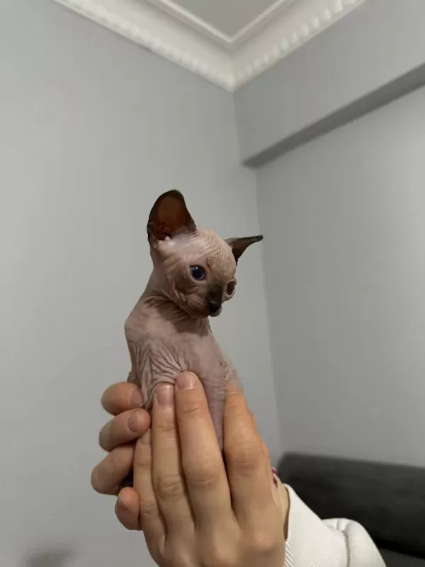 İrk Garantili Sphynx Yavrulari