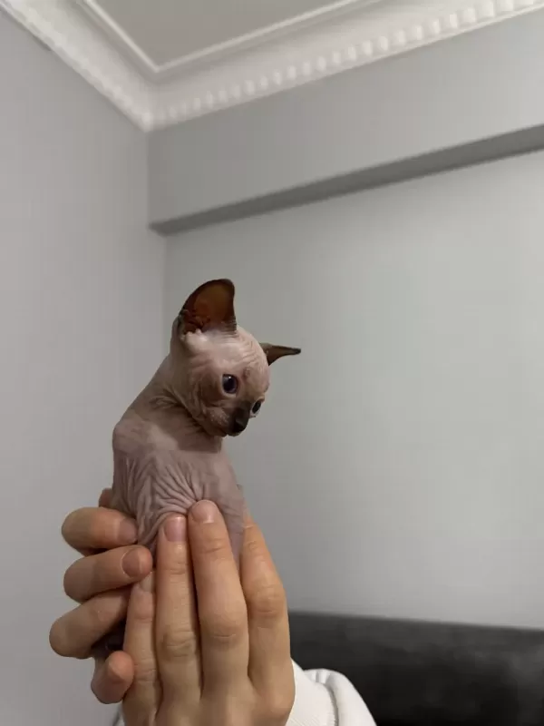 İrk Garantili Sphynx Yavrulari