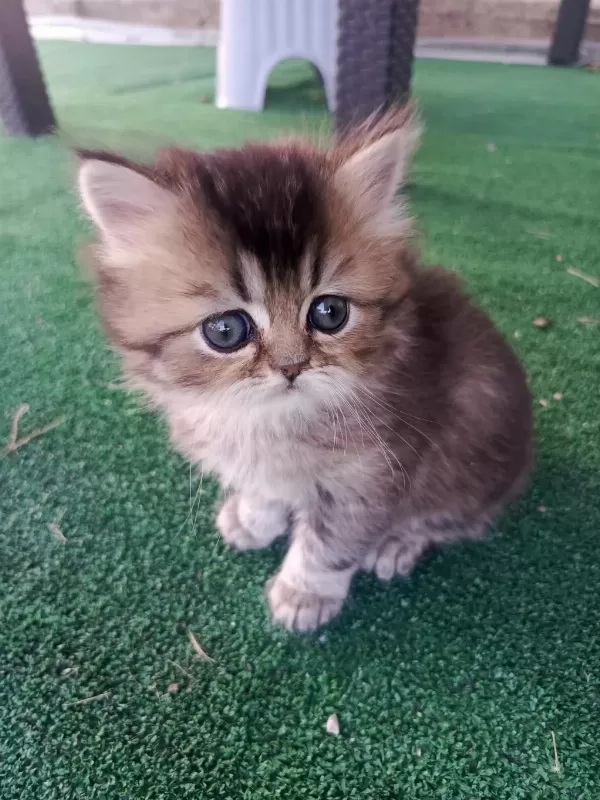 Sağlıklı Asıl Bebek Kediler