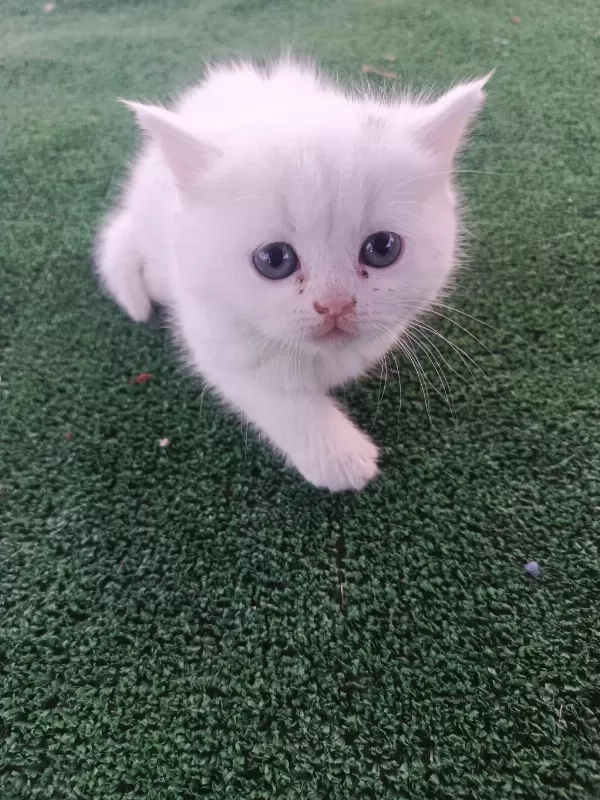 Sağlıklı Asıl Bebek Kediler