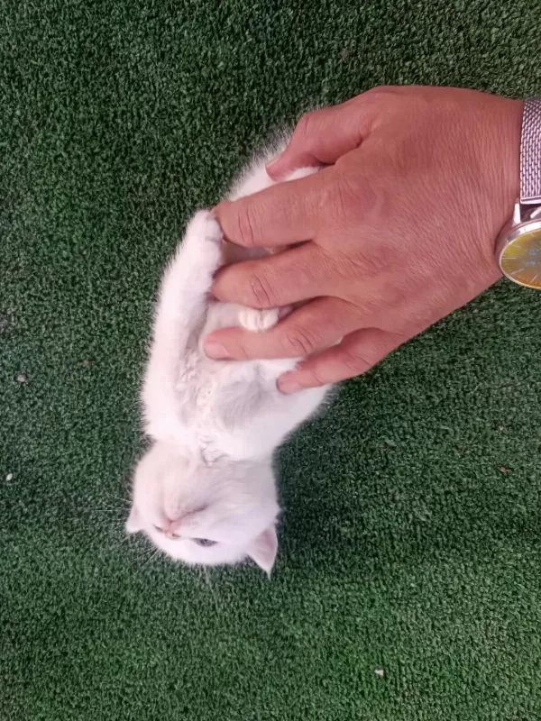 Sağlıklı Asıl Bebek Kediler