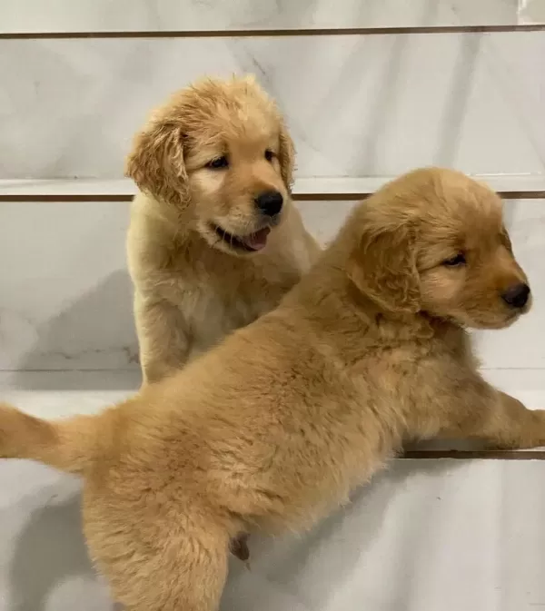 Golden Retriever Yavrulari