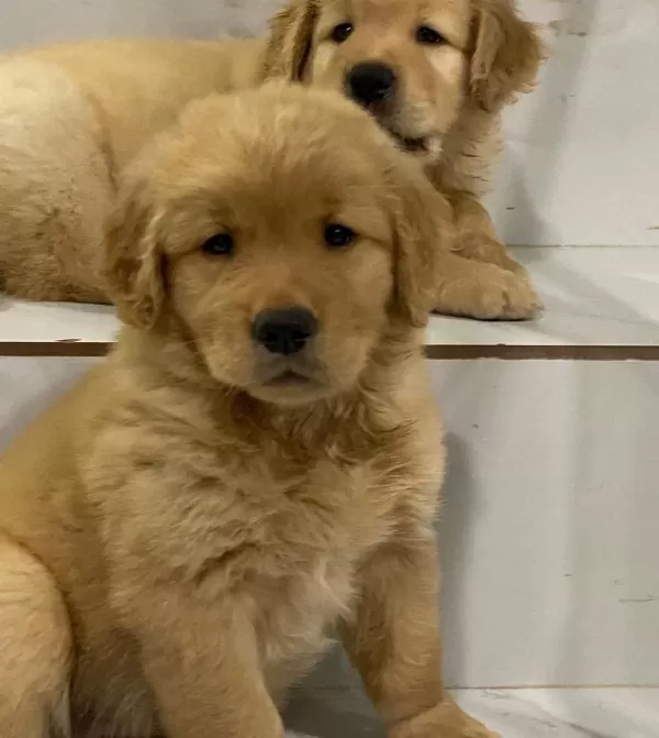 Golden Retriever Yavrulari
