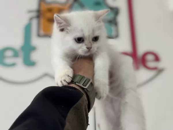 Yasal Ruhsatlı Çiftlikden British Shorthair Yavrularımız