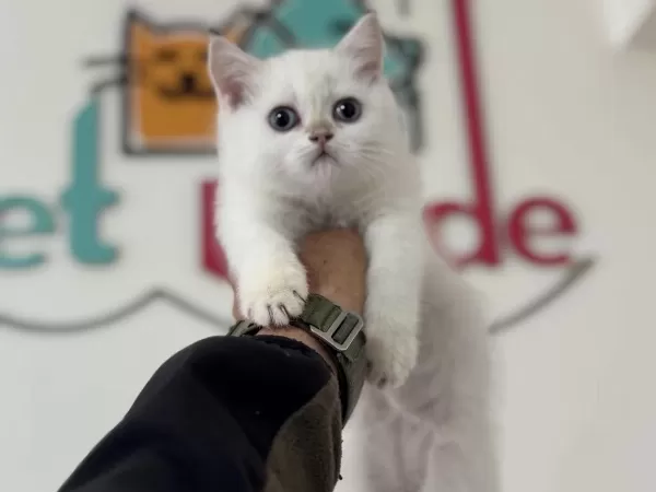 Yasal Ruhsatlı Çiftlikden British Shorthair Yavrularımız