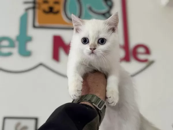 Yasal Ruhsatlı Çiftlikden British Shorthair Yavrularımız