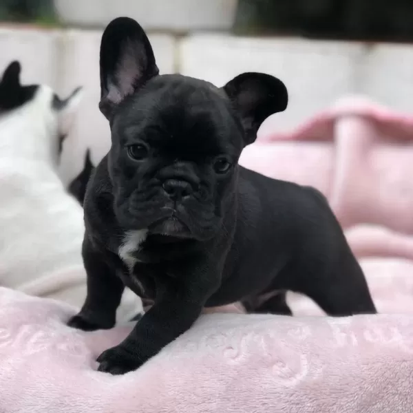 French Bulldog Yavrulari