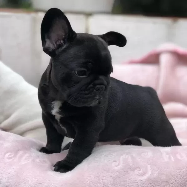 French Bulldog Yavrulari