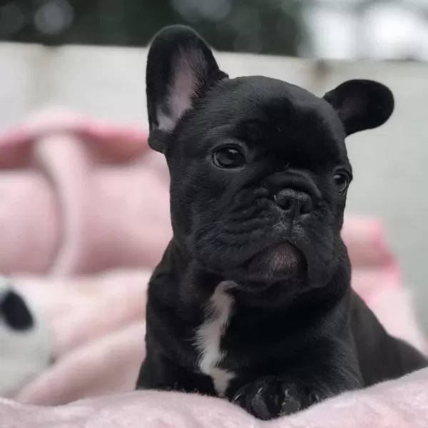 French Bulldog Yavrulari