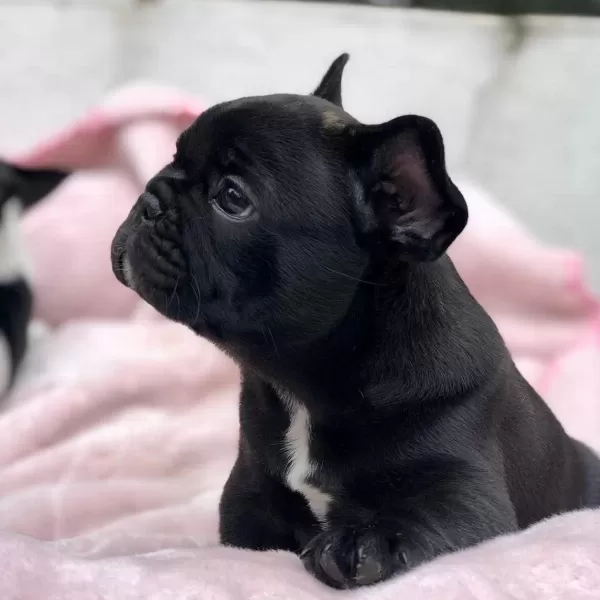 French Bulldog Yavrulari