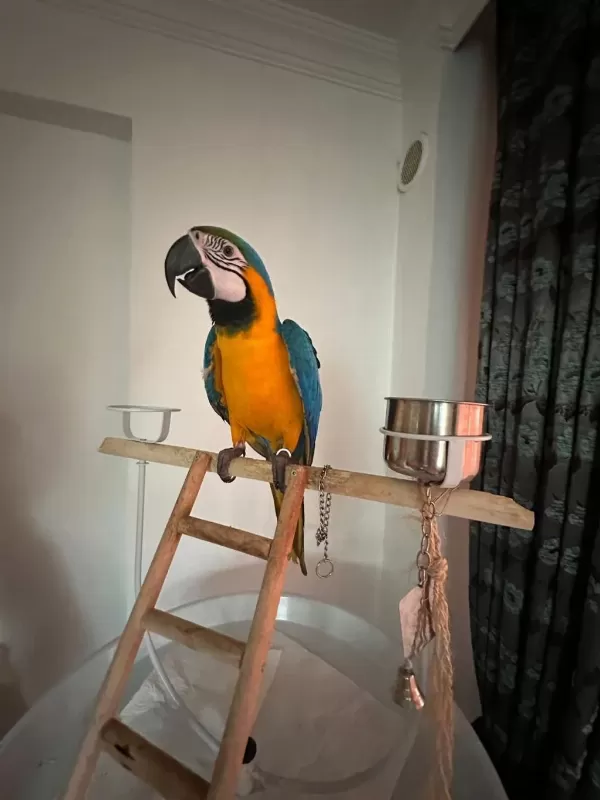 Belgeli Kayıtlı A Kalite Macaw