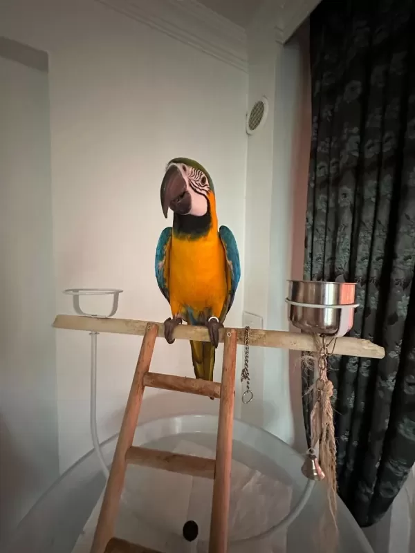 Belgeli Kayıtlı A Kalite Macaw