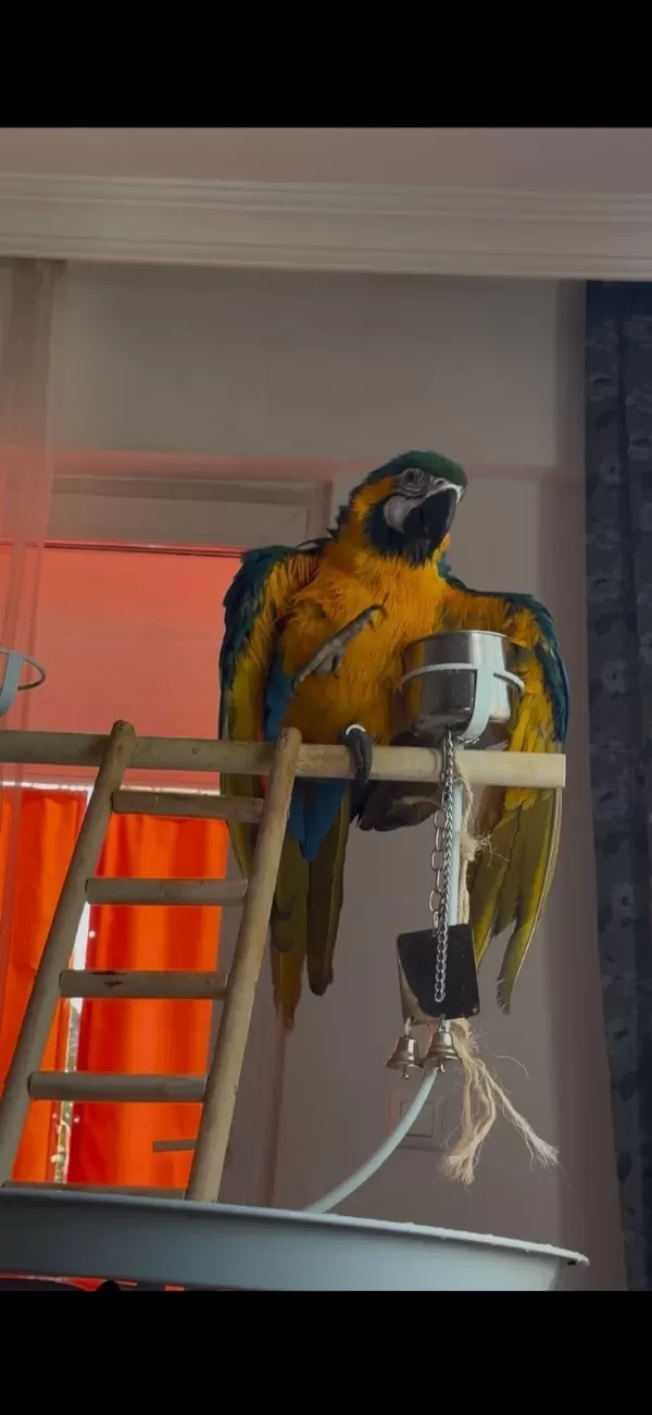 Belgeli Kayıtlı A Kalite Macaw