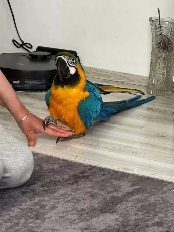 Belgeli Kayıtlı A Kalite Macaw