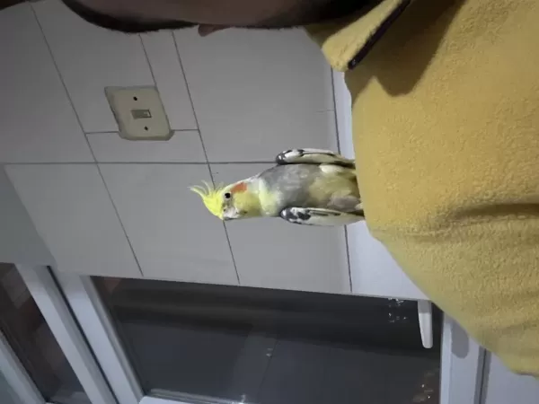 Sağlıklı Sağlıklı Papağanlar