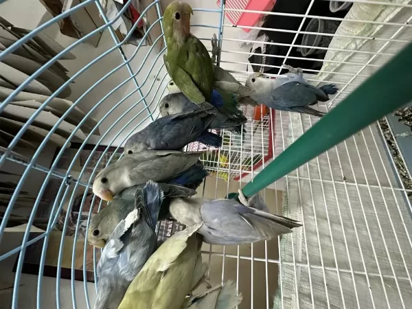 Sağlıklı Sağlıklı Papağanlar