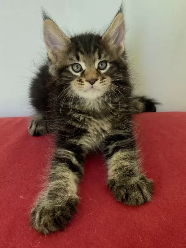 Üst Kaliteli Dişi Orman Rengi Maine Coon