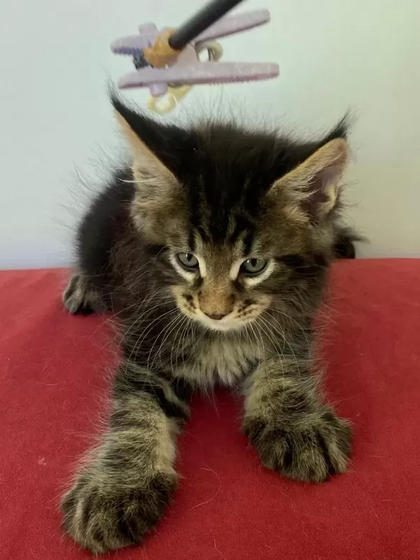 Üst Kaliteli Dişi Orman Rengi Maine Coon