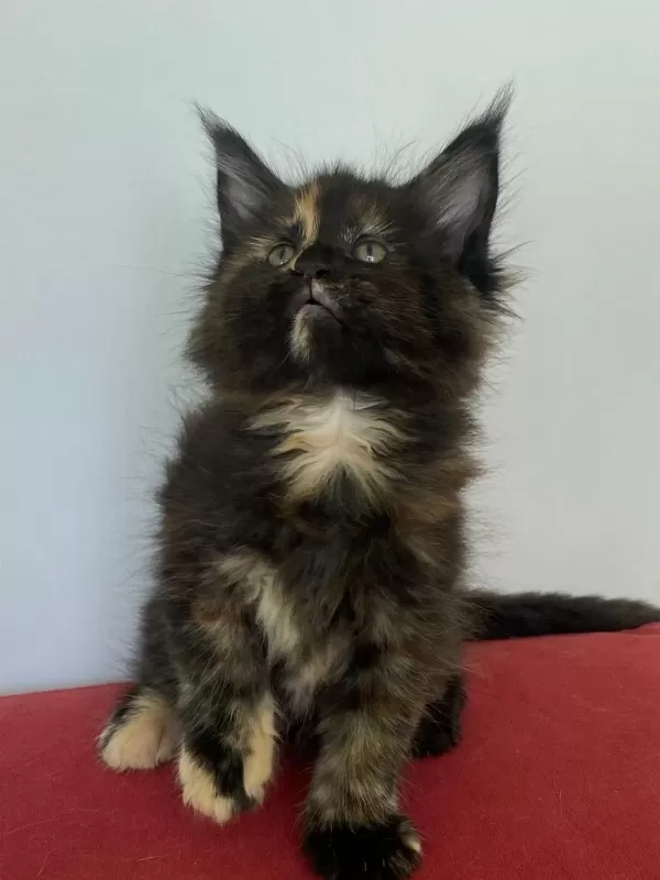 Maine Coon Dişi Tortie Üst Kaliteli