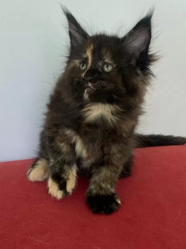 Maine Coon Dişi Tortie Üst Kaliteli