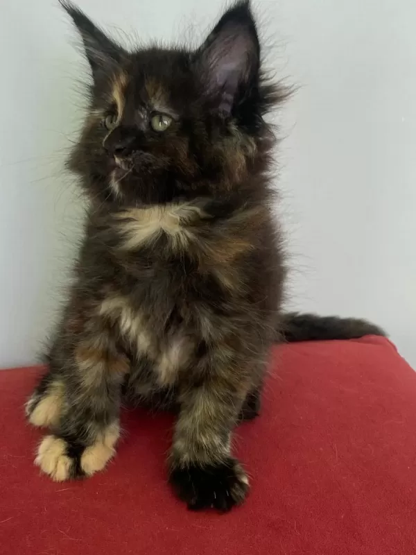 Maine Coon Dişi Tortie Üst Kaliteli