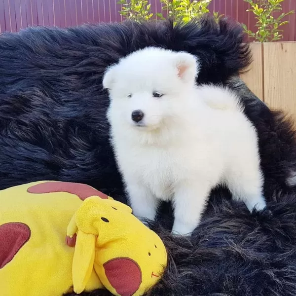 Pamuk Gibi Samoyed Yavrulari