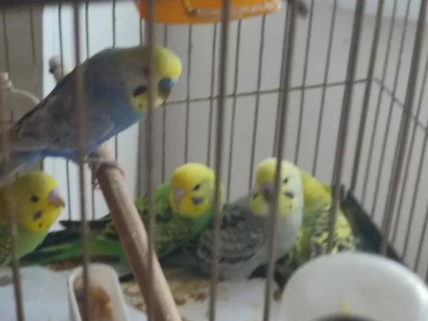 10 Yavru Muhabbet Kuşu Ve 3 Takım Eş Toptan
