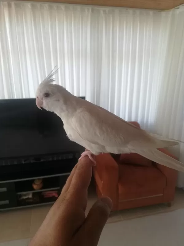 2 Aylık Albino Sultan Papağanı Yavrusu