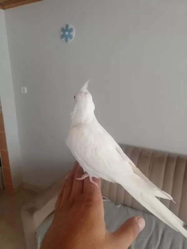 2 Aylık Albino Sultan Papağanı Yavrusu