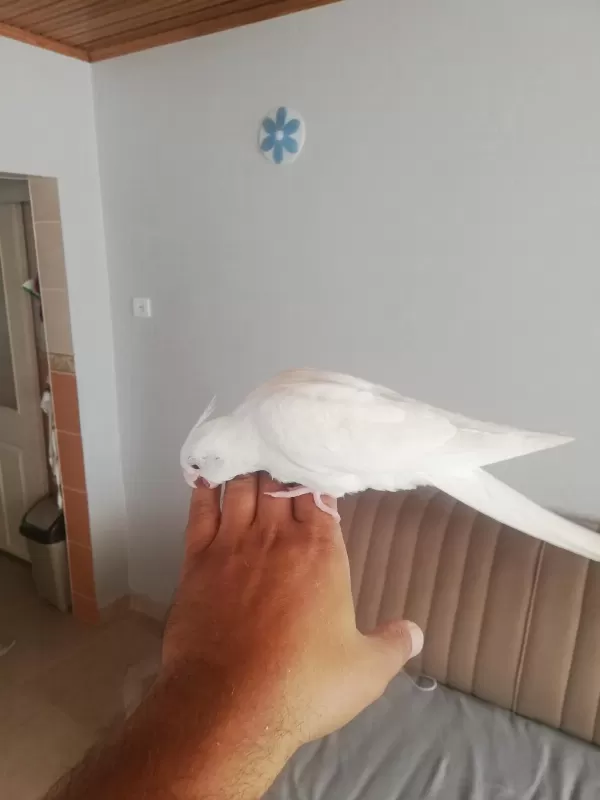 2 Aylık Albino Sultan Papağanı Yavrusu