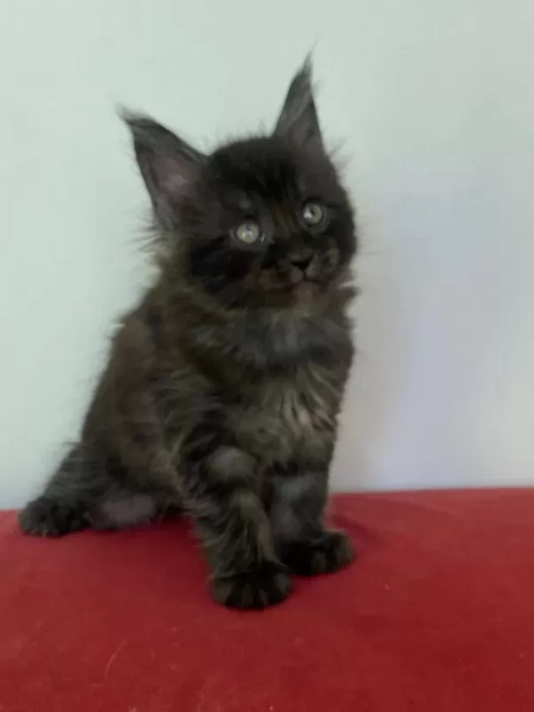 Maine Coon Black Smoke Erkek Yavru