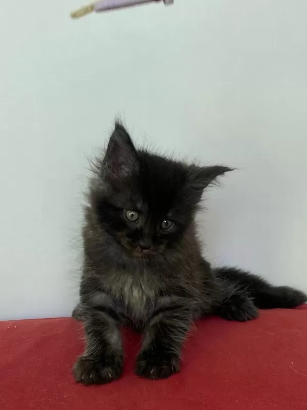 Maine Coon Black Smoke Erkek Yavru